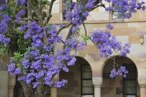 Jacarandas